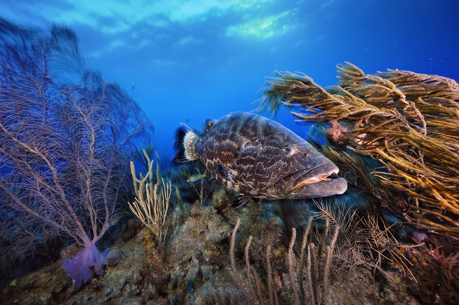 Опасные рыбы океанов. Подводный мир. Подводные животные. Обитатели морей и океанов. Морской мир.